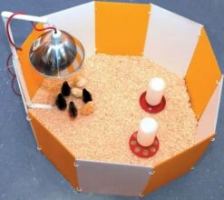 Baby Chick Starter Home
